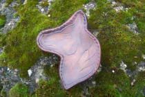 Boîte ‘tête de cheval’